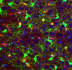 Genes and proteins in developing mouse glial brain cells.